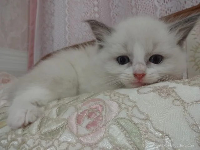 ID:1507-00109の子猫