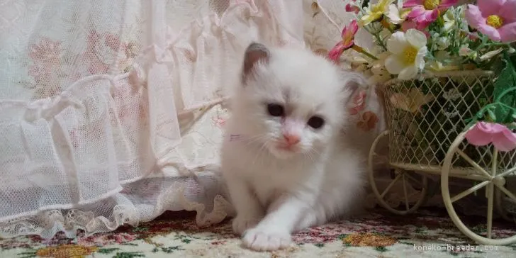 ID：2006-00562の子猫
