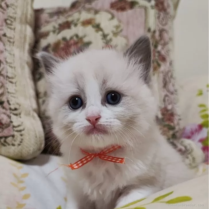 ID：2402-00960の子猫