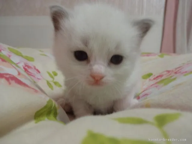 D & R 様のお迎えした子猫