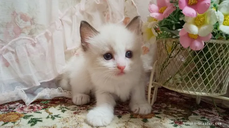 ID:2008-01270の子猫