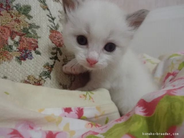 ID:1608-00338の子猫