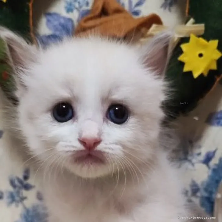 ID:2309-03042の子猫