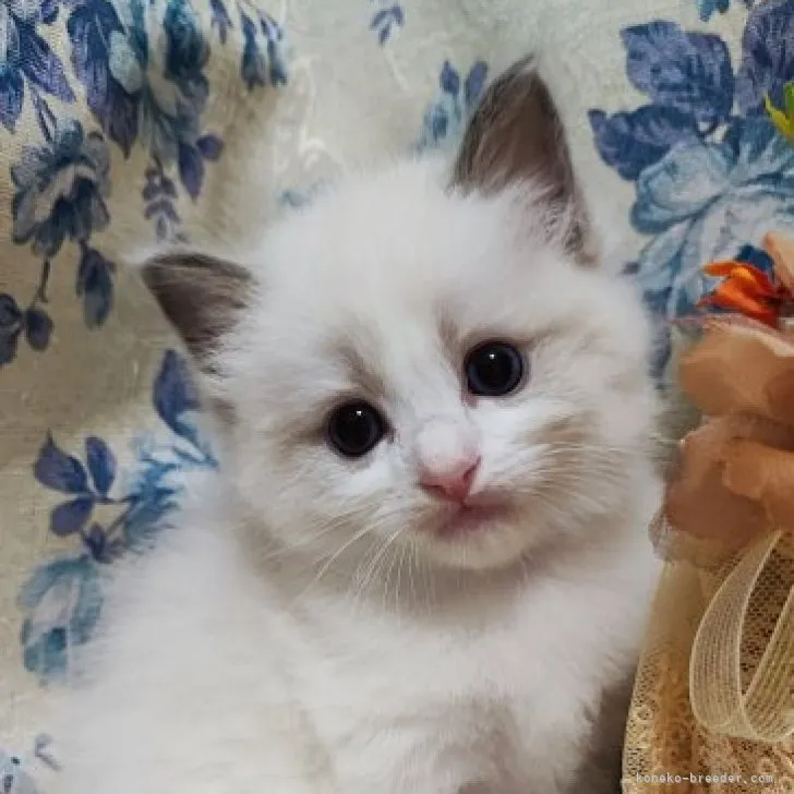 ID:2304-00791の子猫