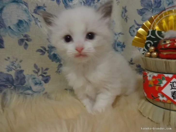 ID:1712-01047の子猫