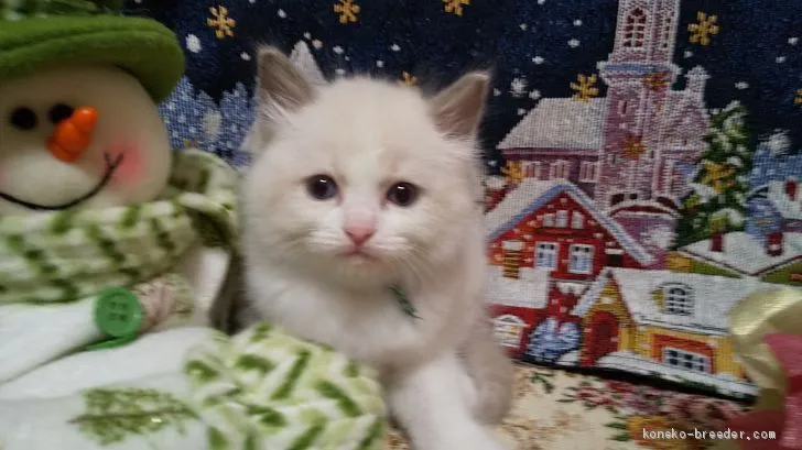 ID：2011-01434の子猫