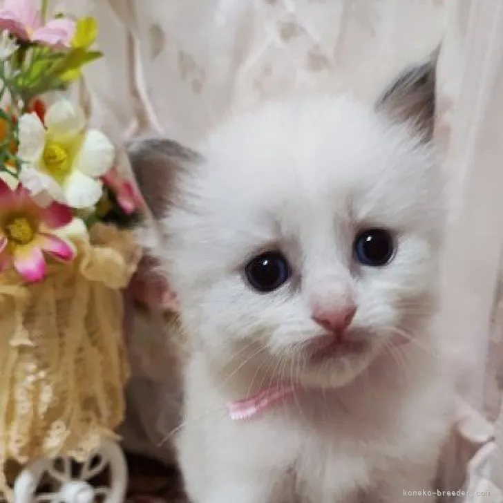 ID：2307-02376の子猫