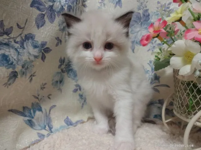 ID:2003-01400の子猫