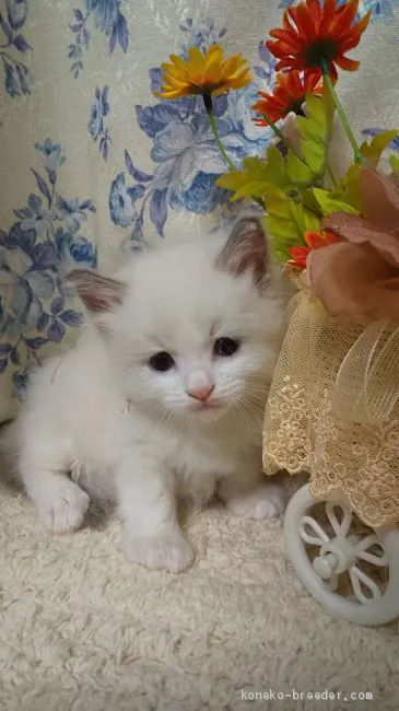 ID:2009-00738の子猫