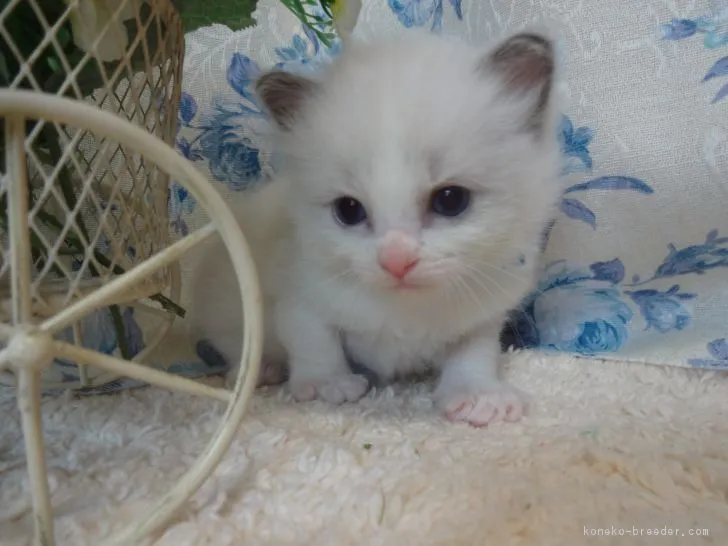 aika 様のお迎えした子猫