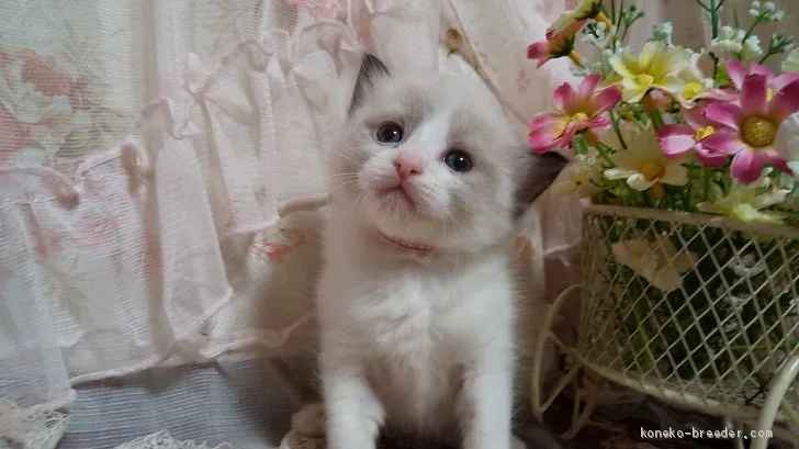 ID:2006-00676の子猫