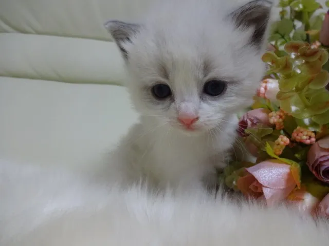 ID：1312-00024の子猫