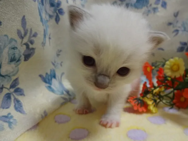 とろろ 様のお迎えした子猫