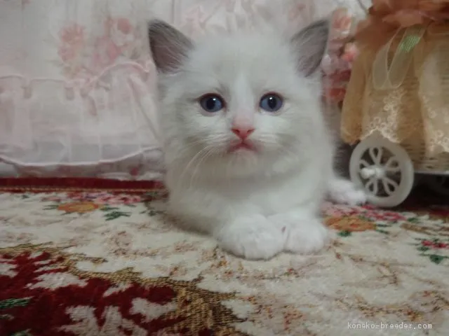 ID：1906-01459の子猫