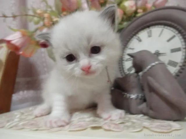 ID：1803-00539の子猫