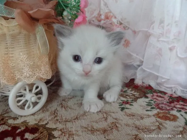 ID：1804-00113の子猫