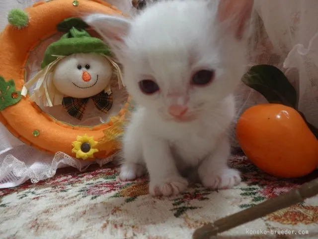 ID：1510-00488の子猫