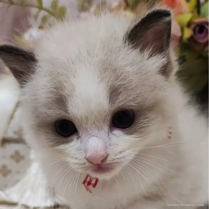 ID:2410-01239の子猫