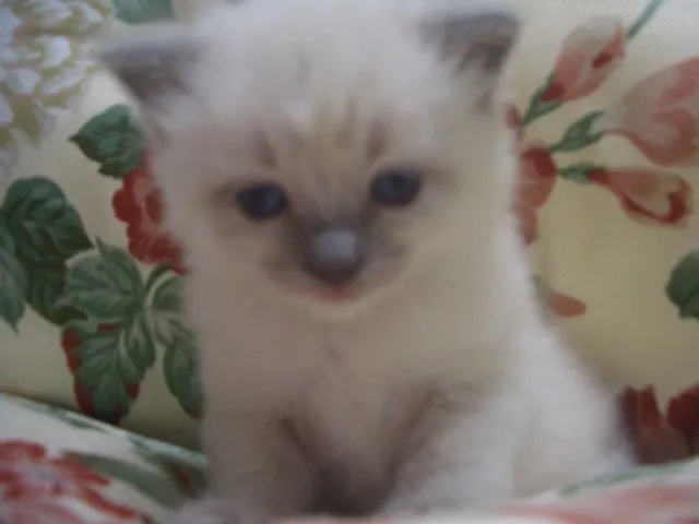 ID：1303-00069の子猫