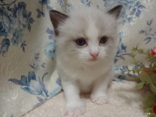 ID:1912-01683の子猫