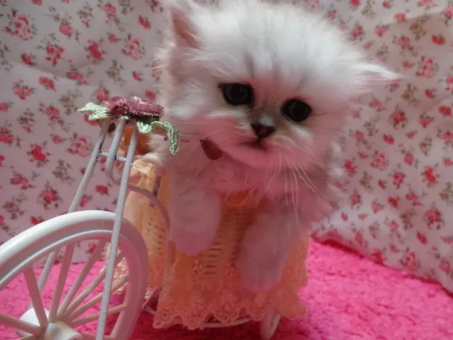 ID：1305-00196の子猫