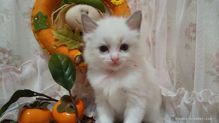 ID：2010-02111の子猫