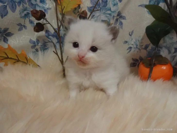 ID:1711-00662の子猫