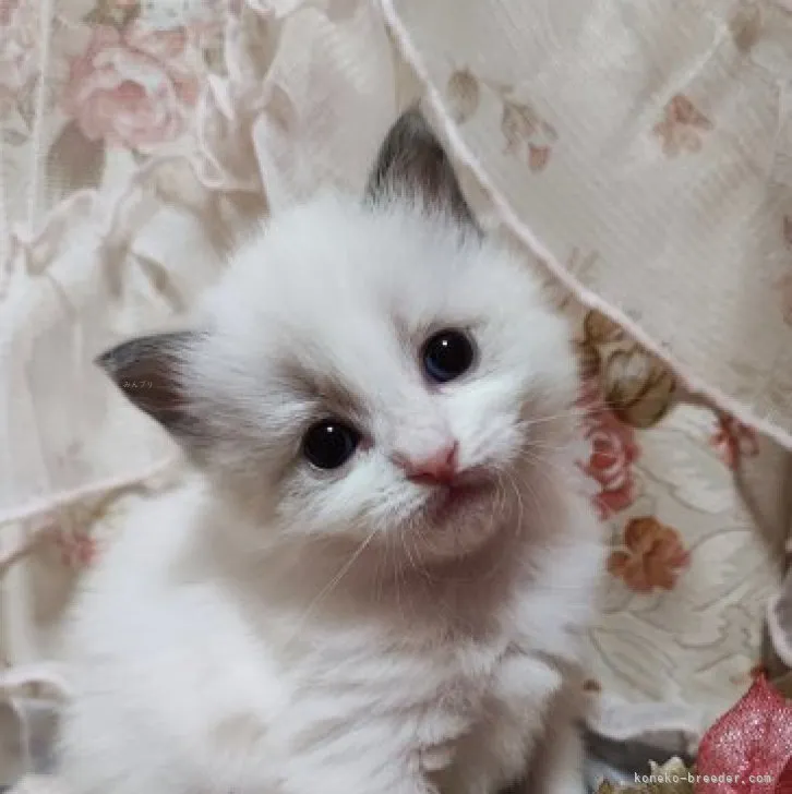 ちょいちょい 様のお迎えした子猫
