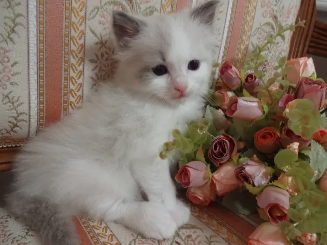 太郎 様のお迎えした子猫