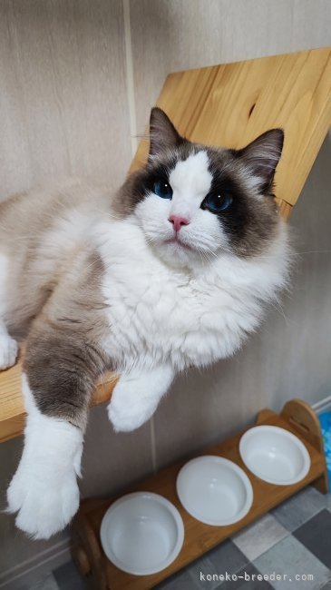 ラグドール【・男の子・2023年3月7日・シールポイントバイカラー】