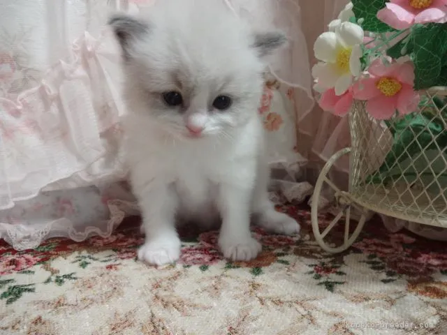 ID：1903-00624の子猫