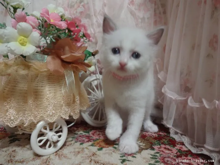 ID：1810-00027の子猫