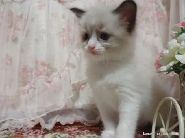 ID：2002-01205の子猫