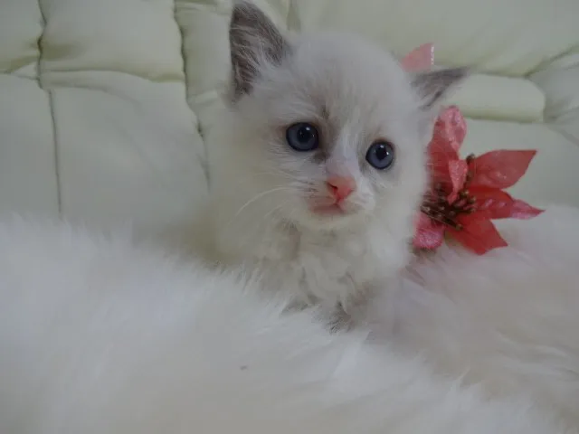 大 様のお迎えした子猫