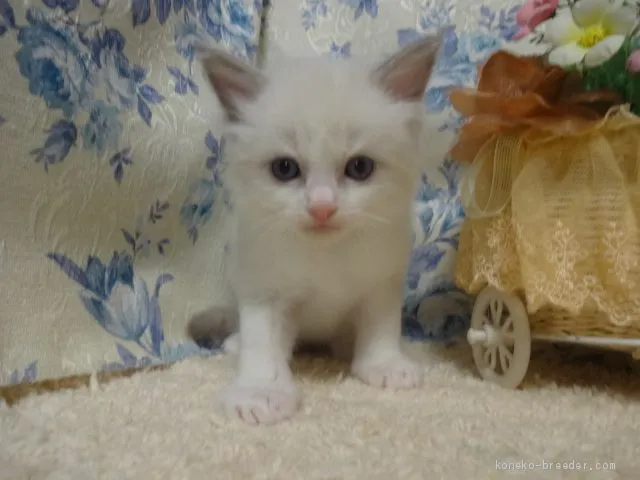 ID:1906-01463の子猫