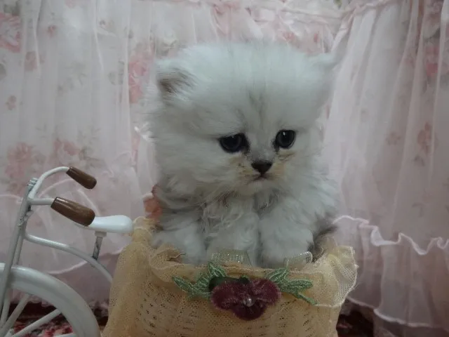 ID：1405-00094の子猫