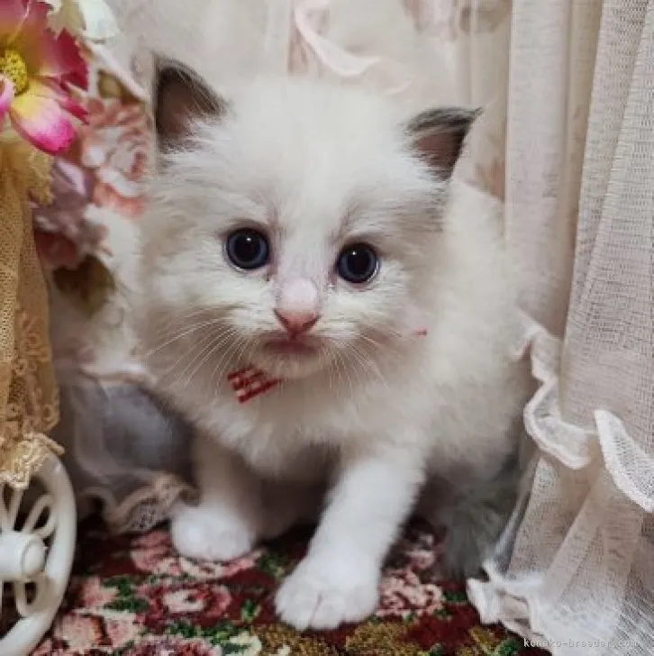 ID:2307-02373の子猫