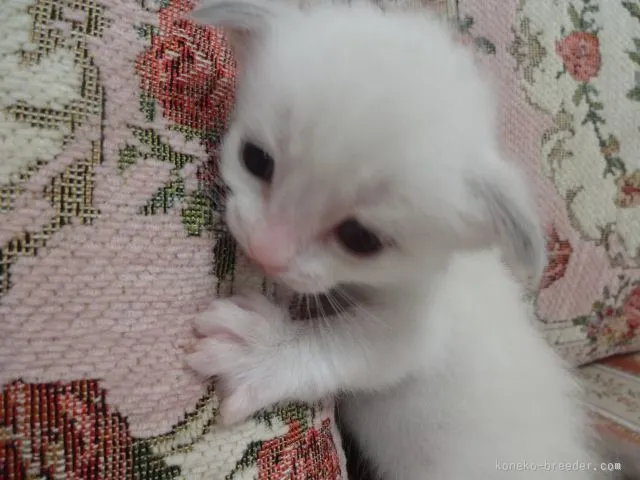 ID：1508-00295の子猫