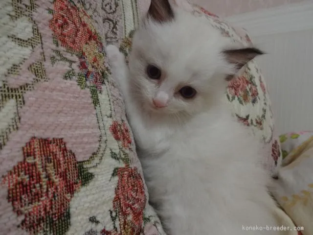 ID:1509-00150の子猫