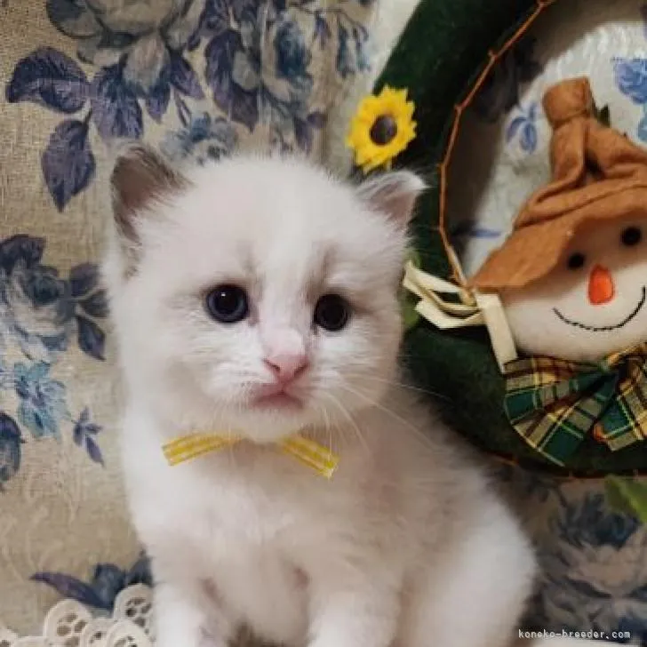 ID：2210-01695の子猫