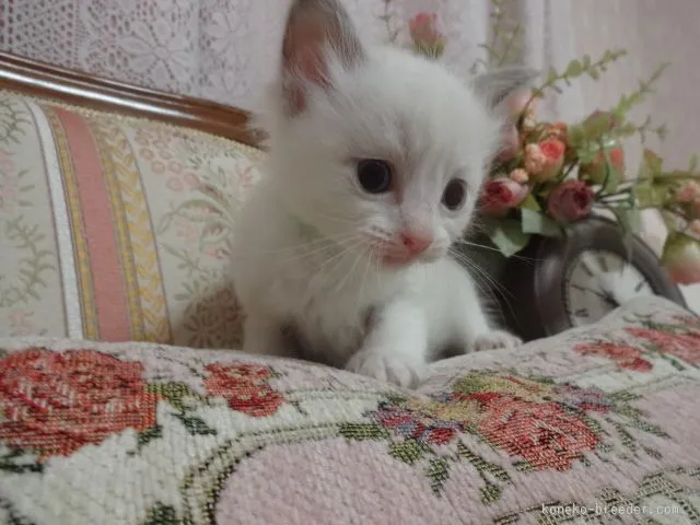 ID：1510-00435の子猫