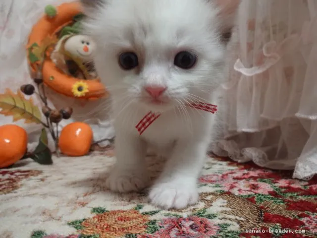 ID：1910-00967の子猫