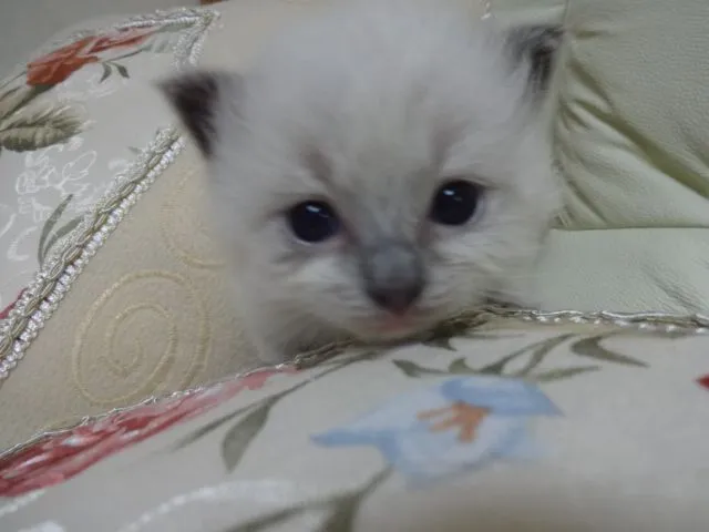 ID：1505-00580の子猫