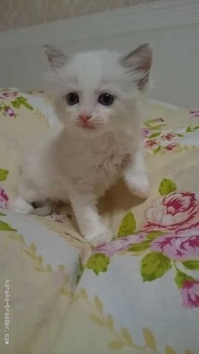 ID:1511-00182の子猫