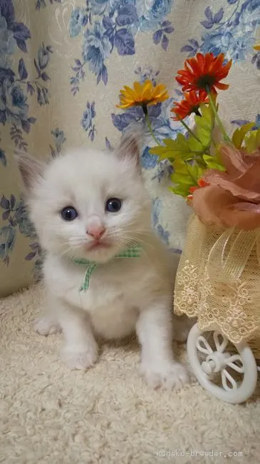 ID:2009-00741の子猫