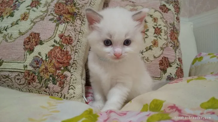 ID：2007-01596の子猫