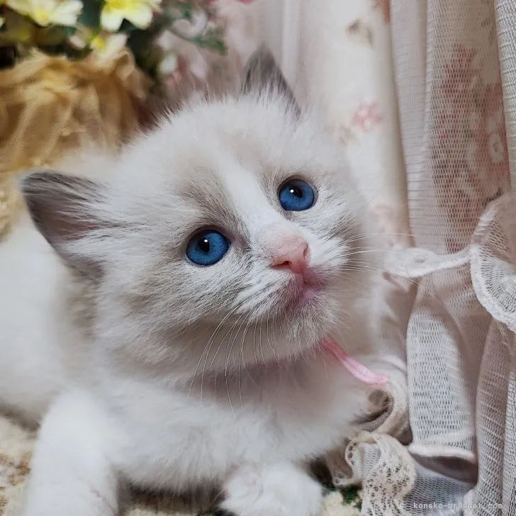 ID：2308-00212の子猫