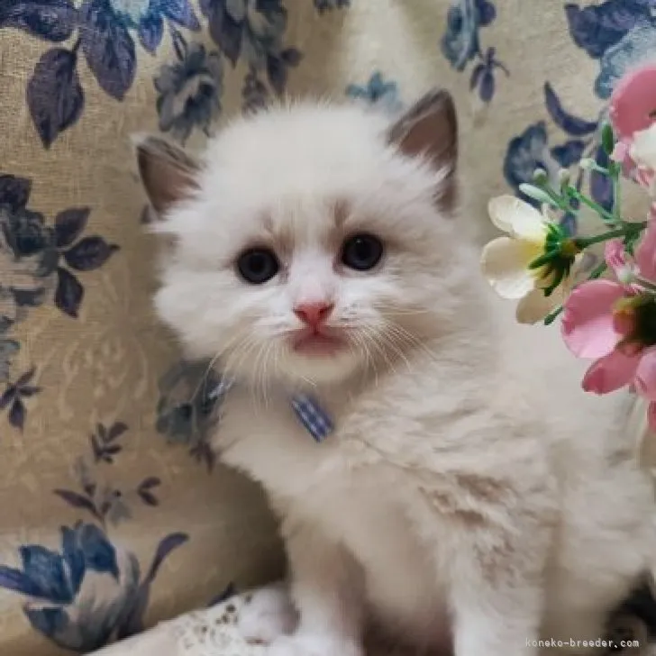 ID:2305-00094の子猫