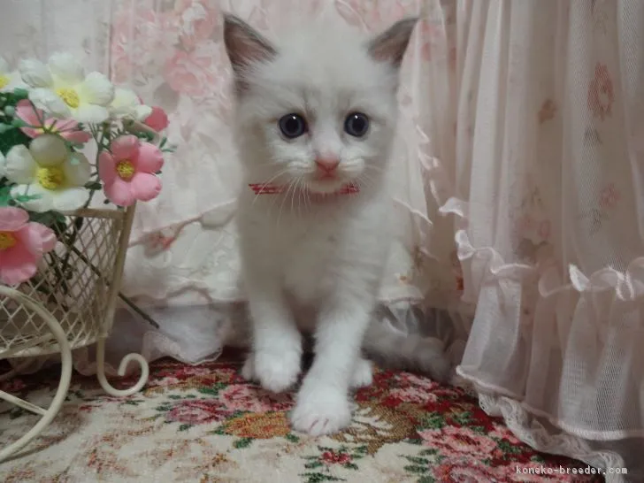 ID:1808-00889の子猫