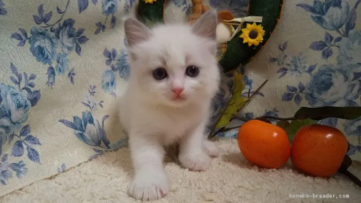 ID：2010-02113の子猫